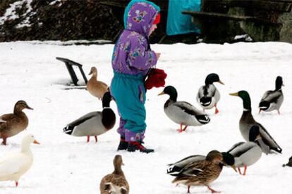 Un niño da de comer a unos patos en la ciudad de Walsrode, al norte de Alemania.