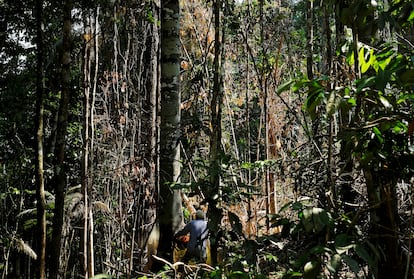 Tala en la Amazonia