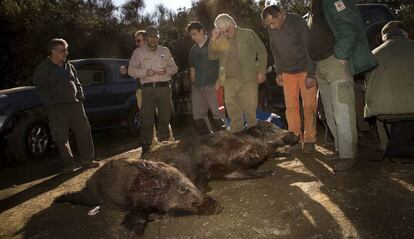 Tres senglars caçats en una batuda autoritzada a Collserola, el 2011.