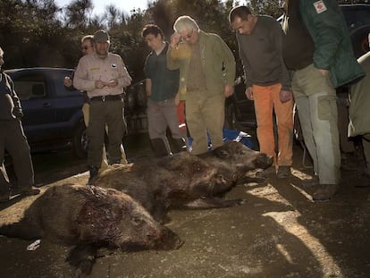 Tres senglars caçats en una batuda autoritzada a Collserola, el 2011.