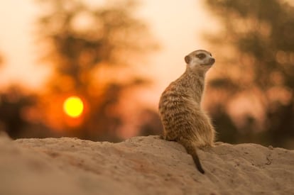 Un suricato solitario en el desierto del Kalahari