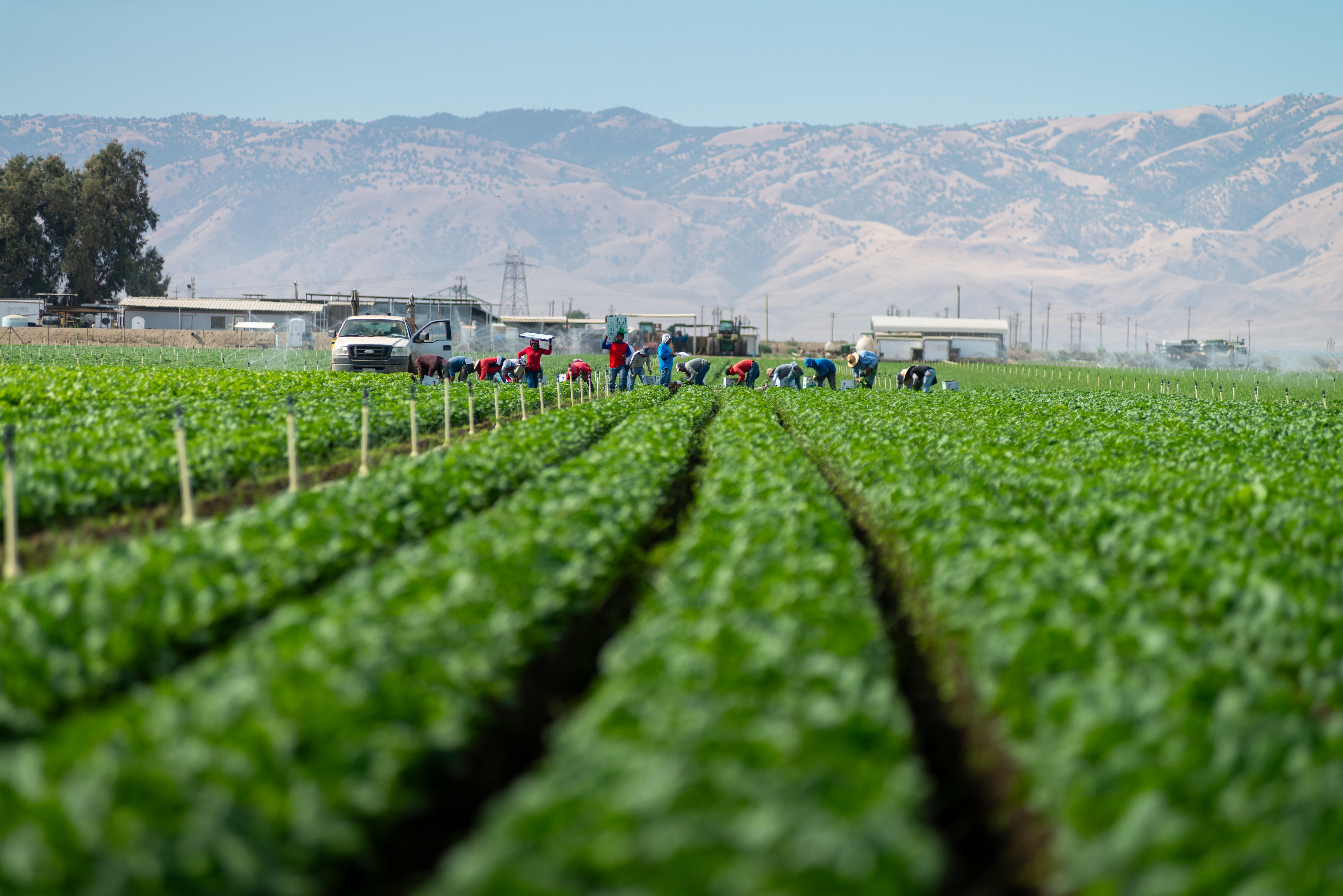 Un campo agrícola en Arvin, California.