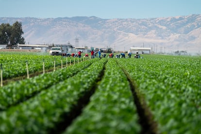 Un campo agrícola en Arvin, California.