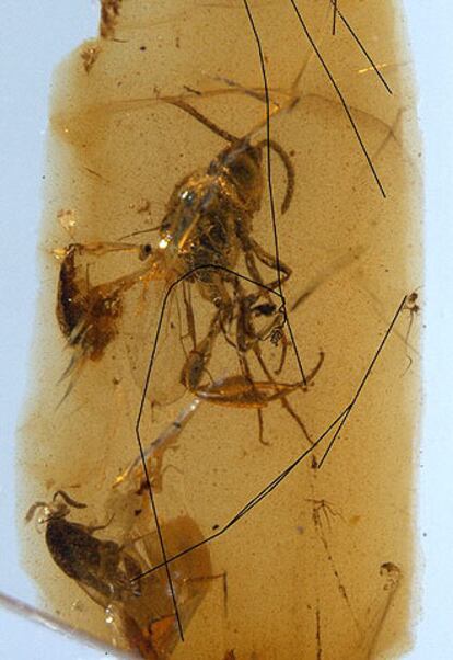 Fragmento de ámbar que contiene parte de la tela de araña en la que está atrapada una avispa de la familia <i>Evaniidae</i>.