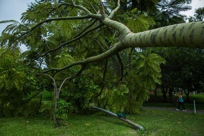 Pedestres caminham ao lado da árvore que caiu na praça Zaphira Viera Leite, no Jardim Ester, na zona oeste, deixando sua raiz exposta. Para o pesquisador do jardim Botânico Eduardo Pereira Cabral, o exemplar, um Guapuruvu, não é apropriado para ser plantado na cidade pois seu tronco é muito leve e cresce muito rápido.