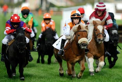 Carrera de ponis de raza Shetland. El evento tuvo lugar en Plumpton (Inglaterra).