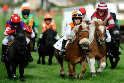 Carrera de ponis de raza Shetland. El evento tuvo lugar en Plumpton (Inglaterra).