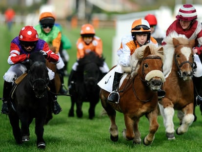 Carrera de ponis de raza Shetland. El evento tuvo lugar en Plumpton (Inglaterra).