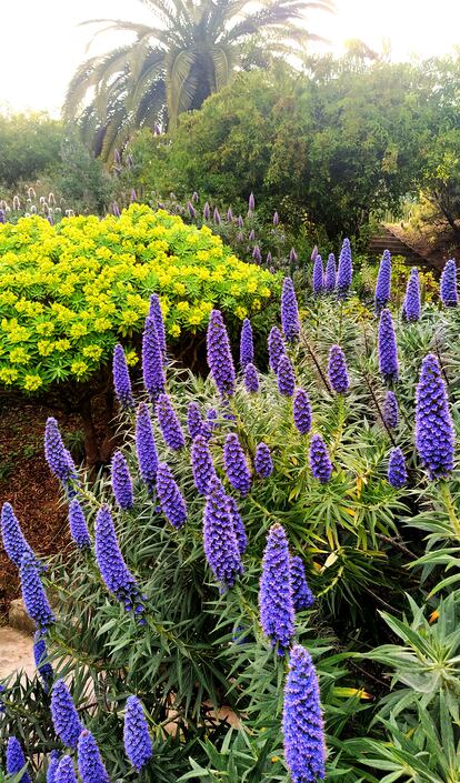 'Euphorbia lambi' y 'Echium candicans' en el 'fitoepisodio' del bosque termófilo de Canarias.