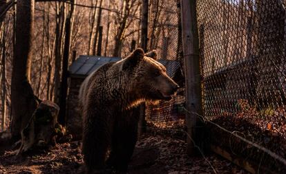 Manolis, uno de los osos del santuario cerca de la verja.