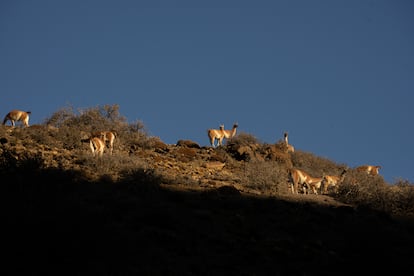 En el Parque Patagonia se pueden observar con facilidad grupos de guanacos que se desplazan por las estepas y mesetas en busca de alimento.