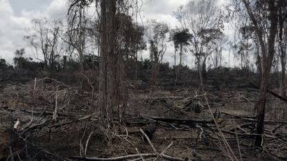 Reportaje Batalla por la Amazonía brasileña, emitido en Documentos TV en La 2