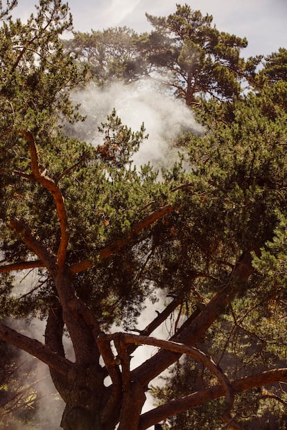 El humo de la barbacoa se eleva sobre los árboles en el Área Recreativa La Panera, en El Espinar (Segovia). 