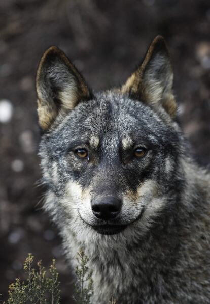 Un lobo en el Centro del lobo ibrico de Castilla y Len Flix Rodrguez de la Fuente, en la Sierra de la Culebra (Zamora), el 23 de febrero. La prohibicin de cazar al lobo mediante su inclusin como especie protegida desde el 22 de septiembre se ha convertido en un frente poltico y agrario para el Gobierno. Tanto las comunidades autnomas que aglutinan al 95% de la poblacin de este animal, Castilla y Len, Galicia, Asturias y Cantabria, como las asociaciones rurales y ganaderas, han decidido recurrir la orden dictada por el Ministerio para la Transicin Ecolgica ante la Audiencia Nacional.