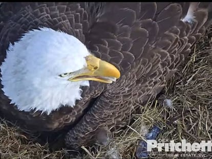 Harriet incubando en el nido tras el nacimiento del primer polluelo.