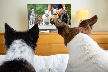Los perros ven televisión