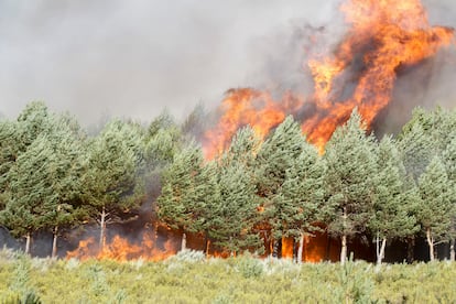 Los brigadistas intentan contener por segundo día el incendio en la zona limítrofe entre Ourense y Zamora, en Castromil.