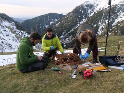 Miembros del equipo del Servicio de Ecopatología de Fauna Salvaje de la Universidad Autónoma de Barcelona toman muestras de sangre a un sarrio en los Pirineos.