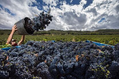 Historias de vinos. 'Locos por la fruta' Cosecha de uva tempranillo (Rioja) - ©Abel Valdenebro