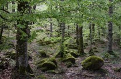 Bosque de Irati.