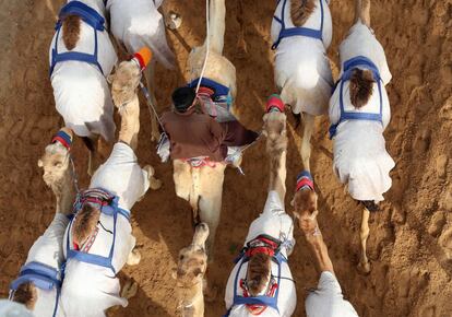 Un grupo de camellos participa en una carrera durante el Festival de al-Marmoom, en Dubái.