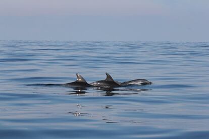 Delfines en el norte del Mar Adriático, vistos frente a la costa de Rimini, Italia. En este país y en Croacia existen grandes poblaciones de distintas variedades de estos cetáceos, pero algunas están disminuyendo. Es el caso de los delfines nariz de botella (Tursiops truncatus), presentes en aguas croatas. Una de las causas es la presencia cada vez mayor de barcos turísticos de recreo que frecuentan las aguas de las islas en verano: el tráfico de embarcaciones representa una amenaza para la seguridad física de estos cetáceos, si bien también provoca una perturbación más difícil de detectar, pero no menos peligrosa: el ruido. Los delfines dependen del sonido para muchas funciones importantes: la navegación, la comunicación, la búsqueda de alimento, la exploración de su entorno y la percepción de amenazas. Cuando el ruido de origen humano está presente en su hábitat, enmascara los emitidos o percibidos por ellos, lo cual merma la eficacia de su oído y, en consecuencia, su capacidad de usar esas sonoridades para sus funciones correspondiente.