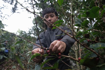 Un joven recolecta café en una finca en Cundinamarca, Colombia, en septiembre de 2024.