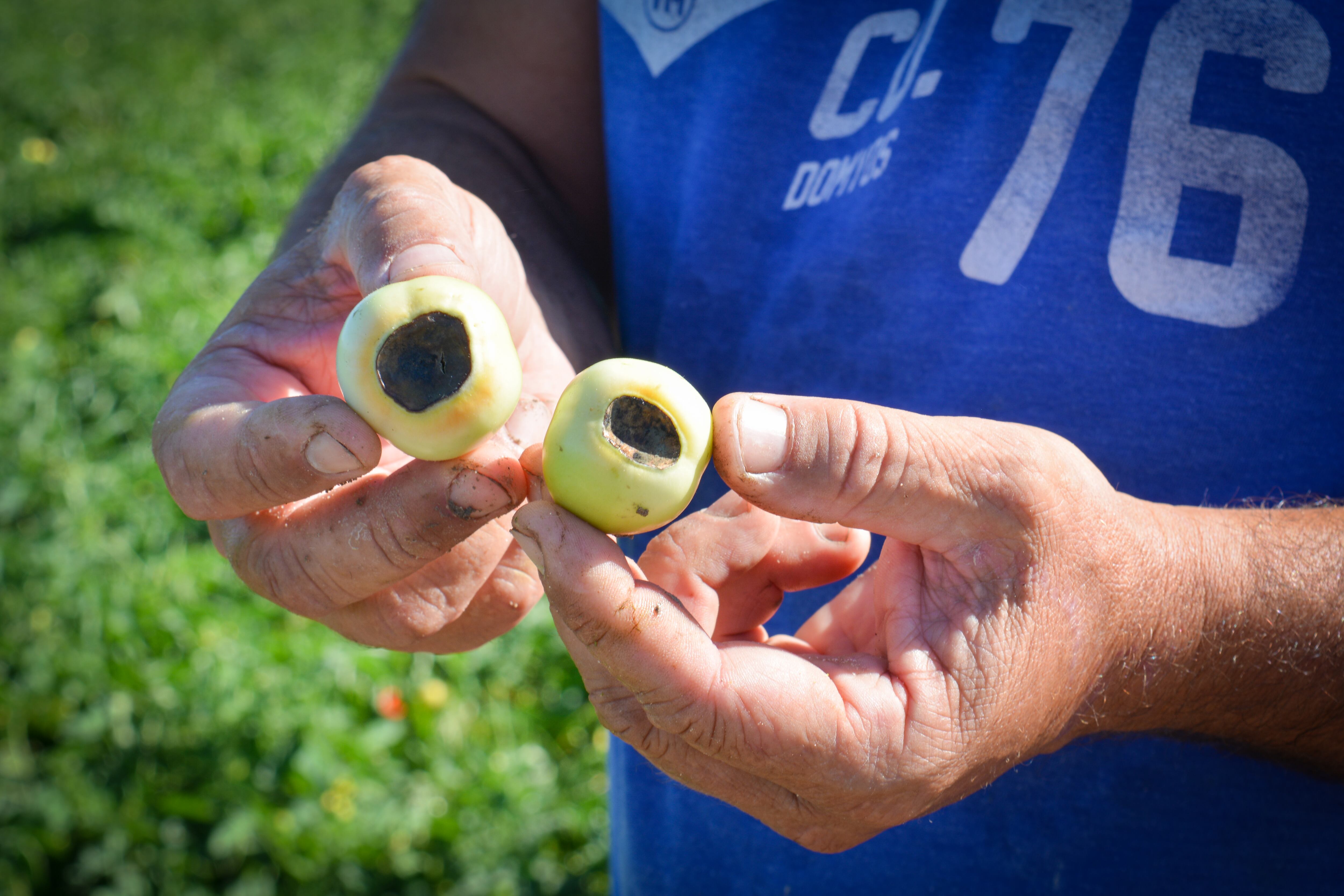 Dos tomates en Rota (Cádiz) afectados por 'la peseta', una podredumbre que produce la falta de calcio en el suelo. 13 de julio de 2023.