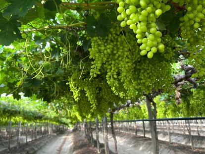 Campos de producción de uva de Ecosac en Perú