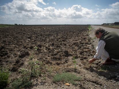 El arrocero Álvaro Grau se agachaba este viernes para recoger restos de la paja del arroz del año pasado, en una finca ahora baldía.