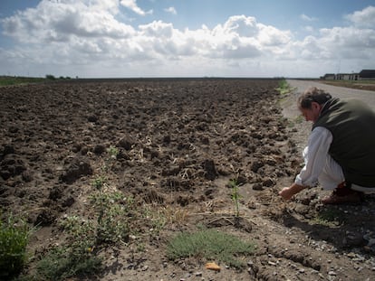 El arrocero Álvaro Grau se agachaba este viernes para recoger restos de la paja del arroz del año pasado, en una finca ahora baldía.