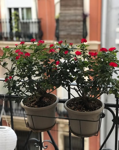 Rosa de patio 'Zepeti', perfecta para ensalzar el amor en una terraza o en una ventana. 