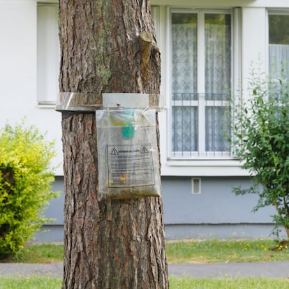 Artículo de Papallones Escaparate que describe los mejores productos para acabar con las orugas procesionarias