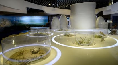 Las especies de aves que habitan el humedal están expuestas en el museo.