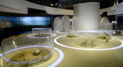 Las especies de aves que habitan el humedal est&aacute;n expuestas en el museo.