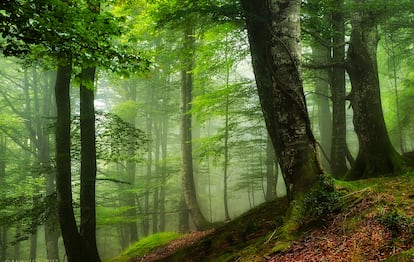 Hayedos en el parque natural Saja-Besaya, el más extenso de Cantabria.