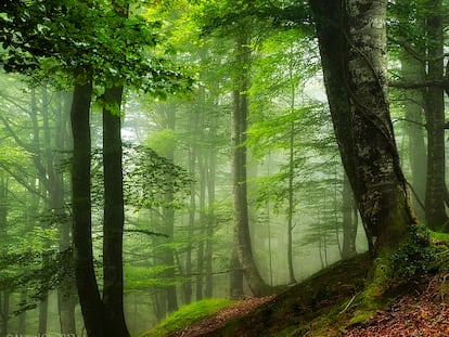 Hayedos en el parque natural Saja-Besaya, el más extenso de Cantabria.