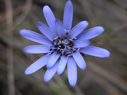 Essa planta da espécie ‘Perezia pungens’ é encontrada na América do Sul e pertence à família ‘Asteraceae’, a segunda mais diversificada do continente com 12.043 espécies. Delas, 15% está no Cone Sul, 14% na América do Norte e 13% no México.