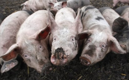 Una granja ecológica de cerdos en Germering, al oeste de Munich