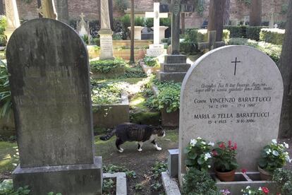 Un gato se pasea entre las tumbas del cementerio de Roma (Italia).