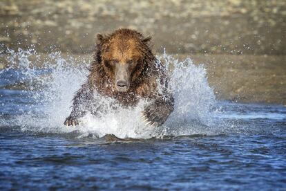 Un oso pardo intenta cazar a un salmón en el parque nacional de Katmai, en Alaska, en 2015.