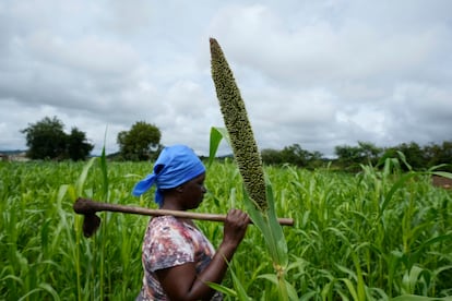 Jestina Nyamukunguvengu camina entre un campo de mijo perla, en el distrito de Rushinga, en Zimbabue, en enero de 2023.