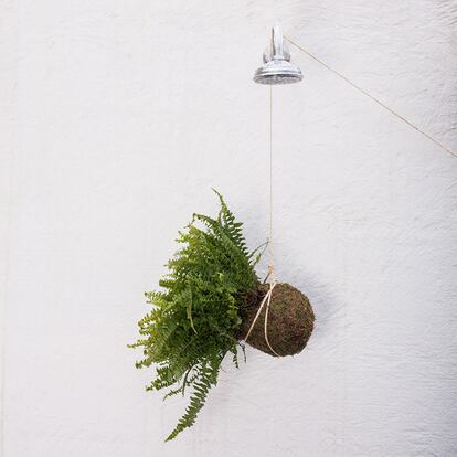 Kokedama colgante con helechos