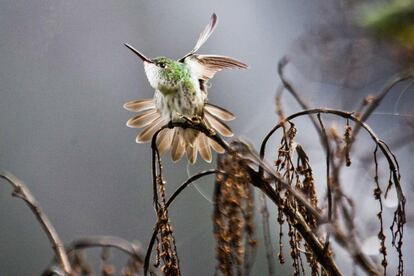 La fragilidad del colibrí esconde una riqueza biológica muy grande. Si desaparecieran, muchas plantas no podrían reproducirse.