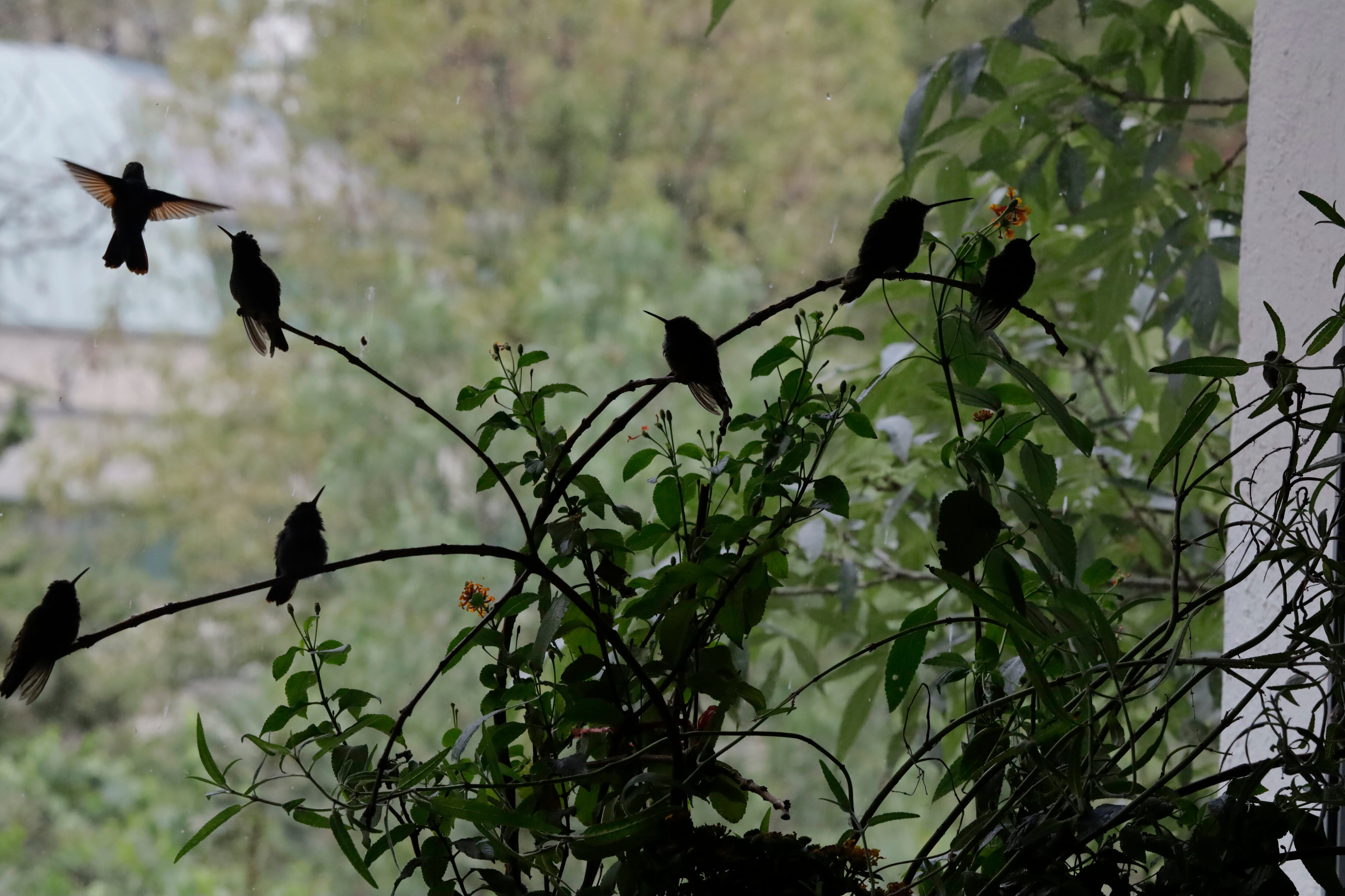 Colibríes rescatados tras ser lastimados en Ciudad de México.