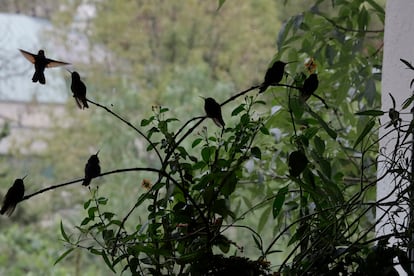 Colibríes