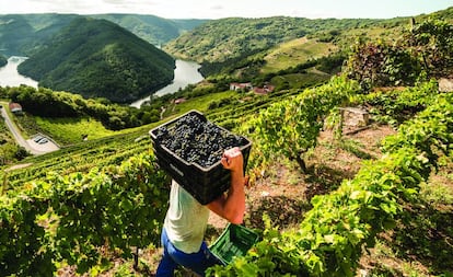 Vendimia en la Ribeira Sacra, en Ourense.