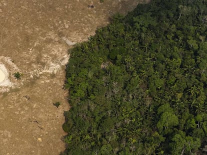 Pedaço de floresta próxima a área usada como pasto perto de Porto Velho, Roraima.