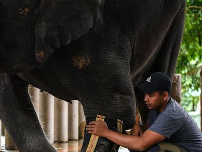 Un centro dedicado a la protecci&oacute;n de elefantes en Kuala Lumpur
