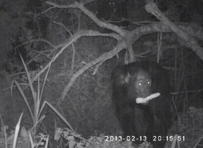 Un chimpanc&eacute; con su trofeo en la boca en un instante del v&iacute;deo.